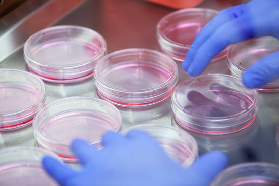 gloved hands of researcher reaching for one of  multiple petri dishes on lab table 